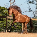 Jellicoe Interagro, Puro Sangue Lusitano alazão/TUPA