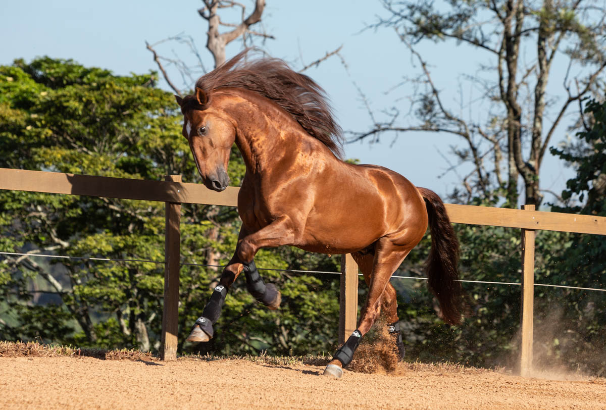 Jellicoe Interagro, Puro Sangue Lusitano alazão/TUPA