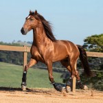 Jellicoe Interagro, Puro Sangue Lusitano alazão/TUPA