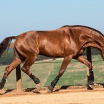 Jellicoe Interagro, Puro Sangue Lusitano alazão/TUPA