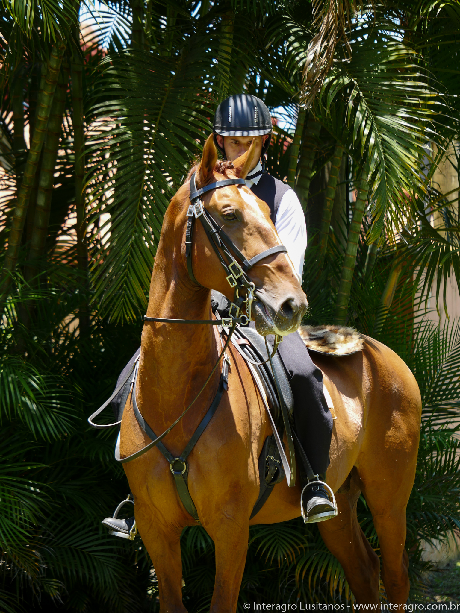 Jellicoe Interagro/Interagro Lusitanos