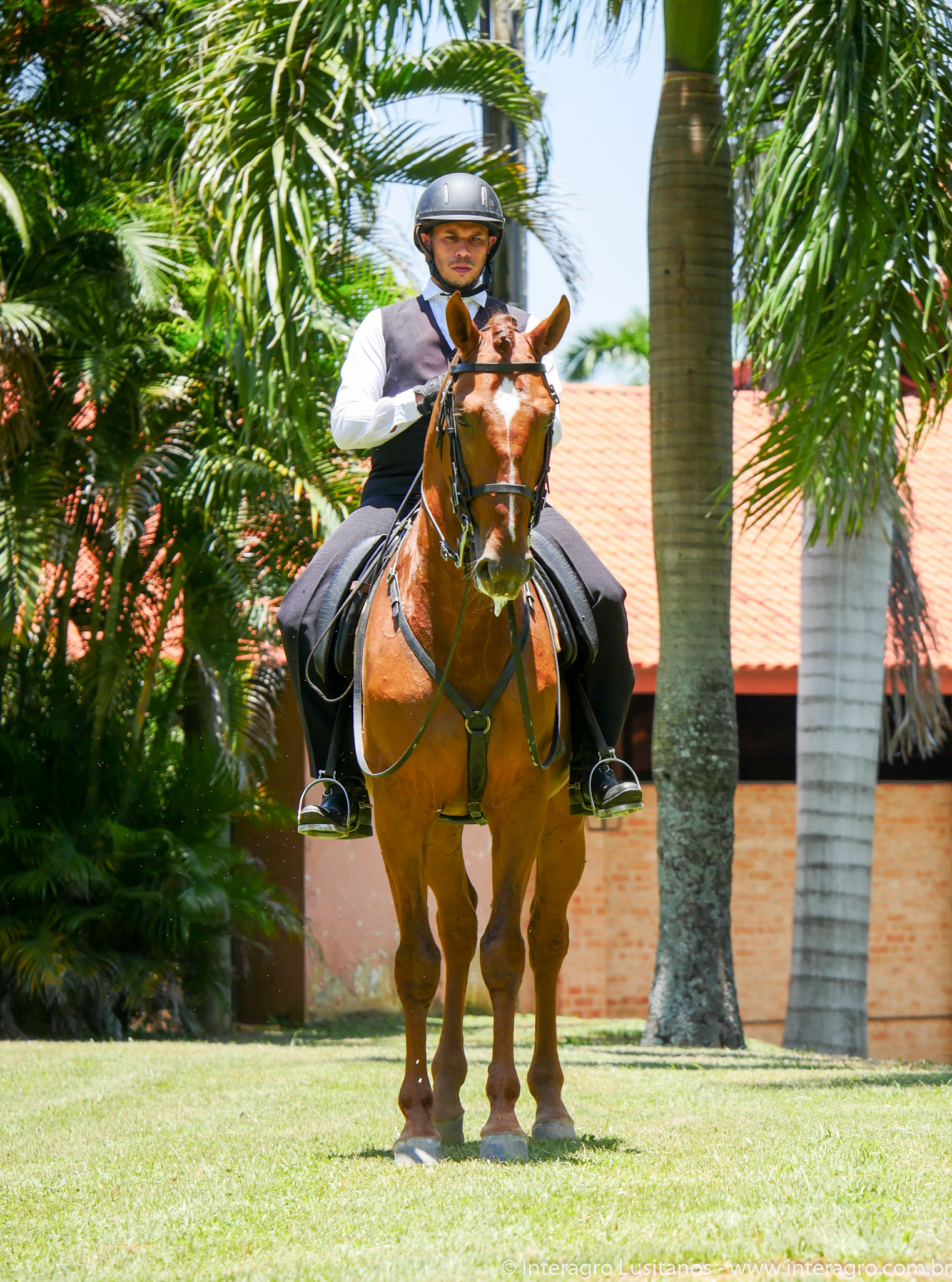 Jellicoe Interagro/Interagro Lusitanos