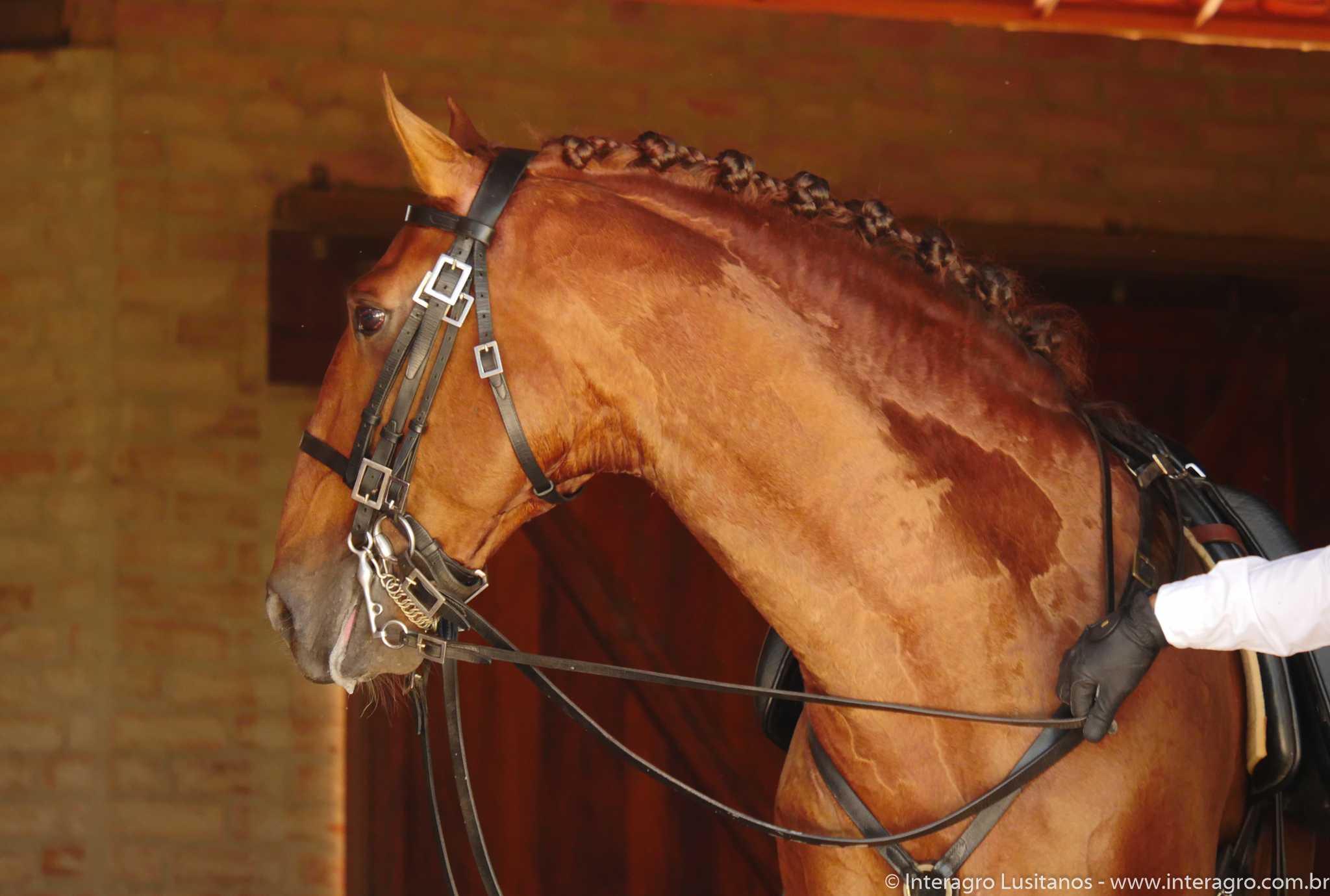 Jellicoe Interagro/Interagro Lusitanos
