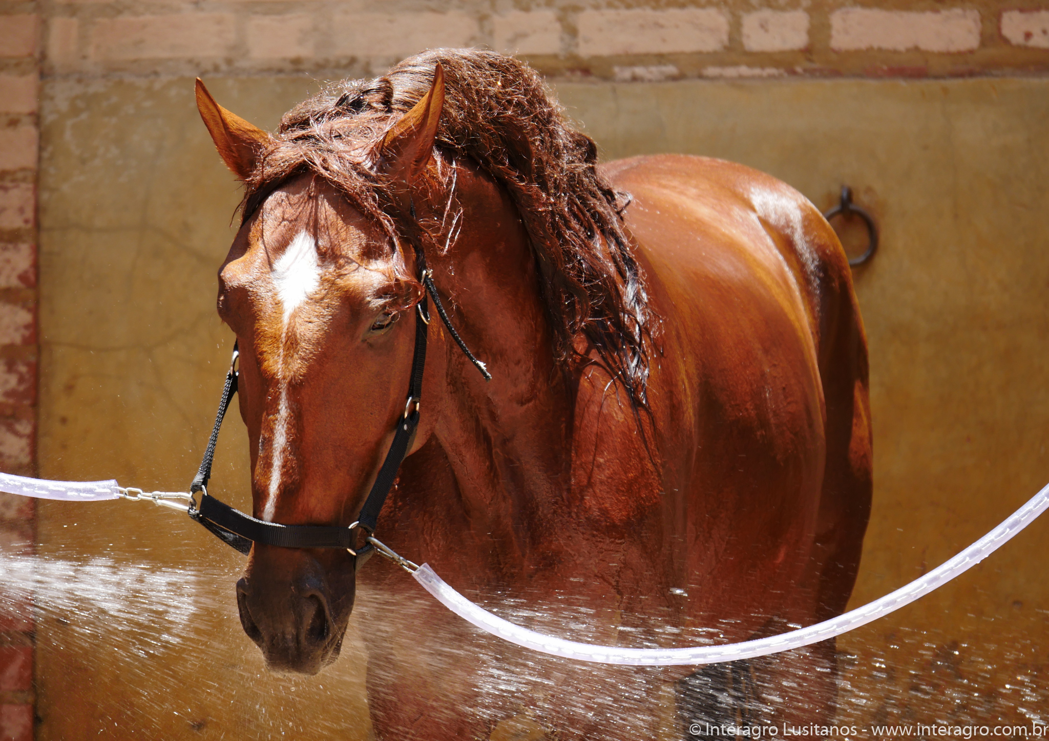 Jellicoe Interagro/Interagro Lusitanos