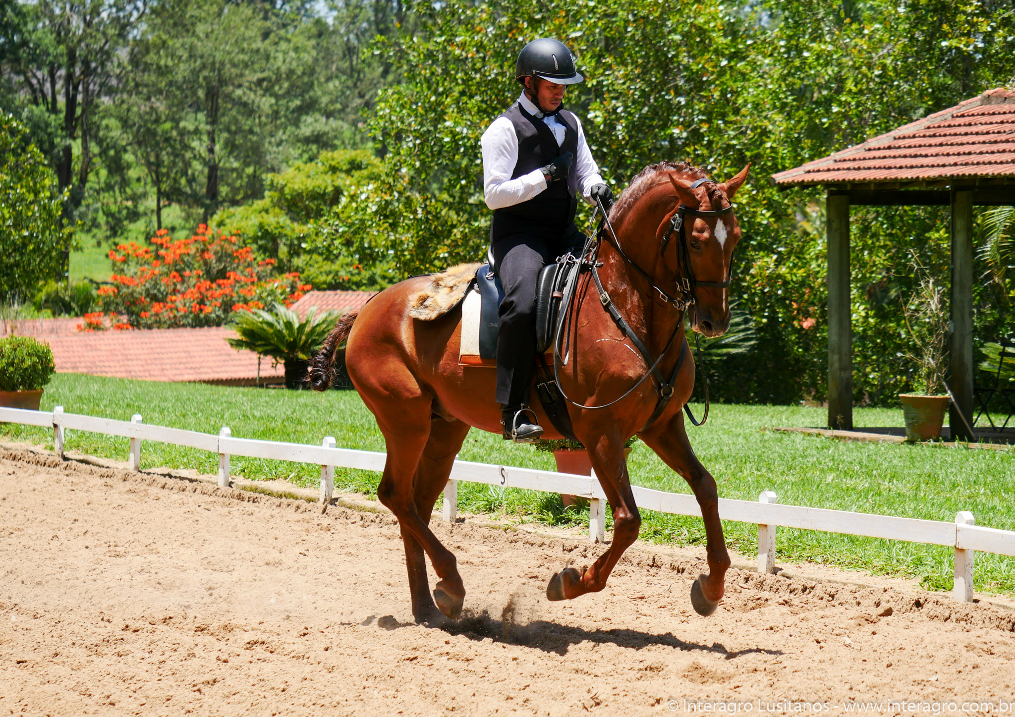 Jellicoe Interagro/Interagro Lusitanos
