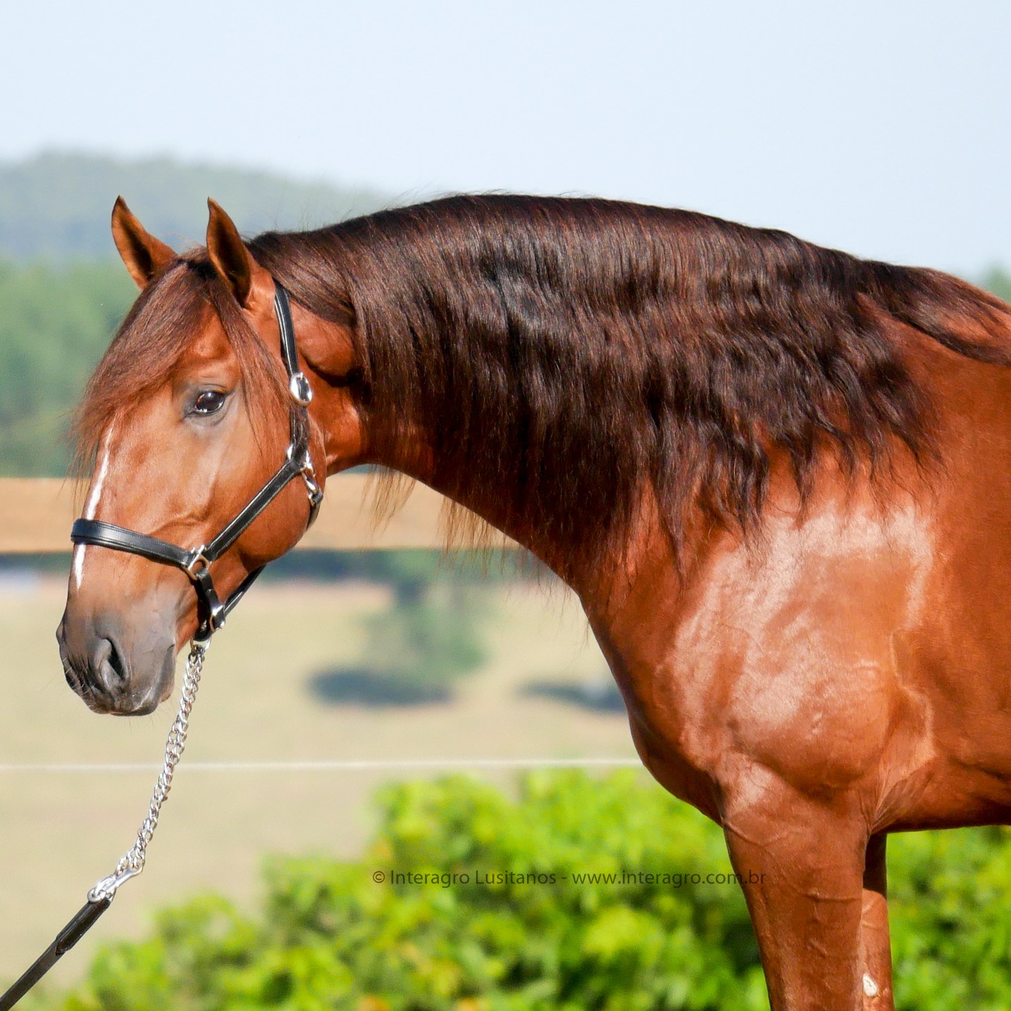 Jellicoe Interagro, Puro Sangue Lusitano alazão/Interagro Lusitanos