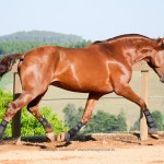 Jellicoe Interagro, Puro Sangue Lusitano alazão/Interagro Lusitanos