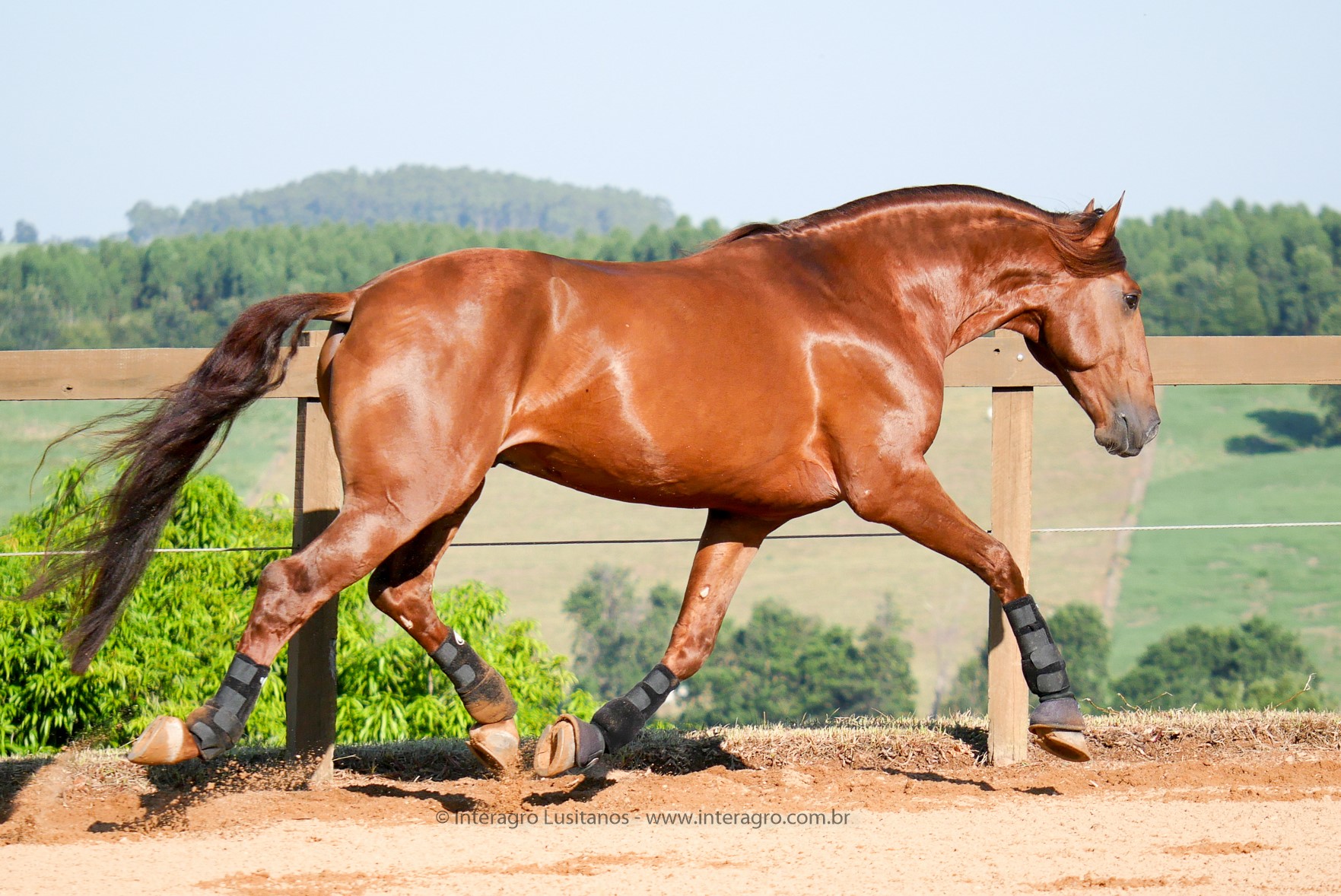 Jellicoe Interagro, Puro Sangue Lusitano alazão/Interagro Lusitanos