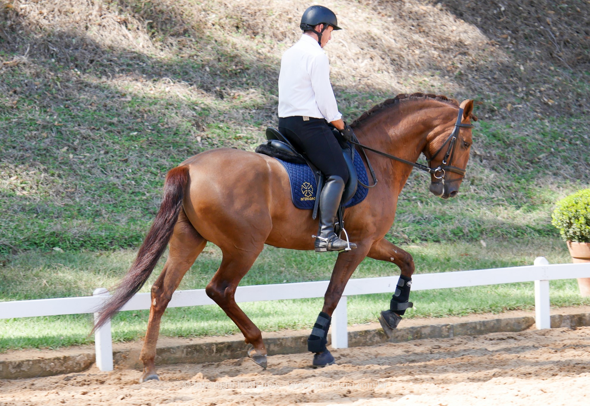 Jellicoe Interagro, Puro Sangue Lusitano alazão/Interagro Lusitanos