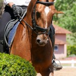 Jellicoe Interagro, Puro Sangue Lusitano alazão/Interagro Lusitanos