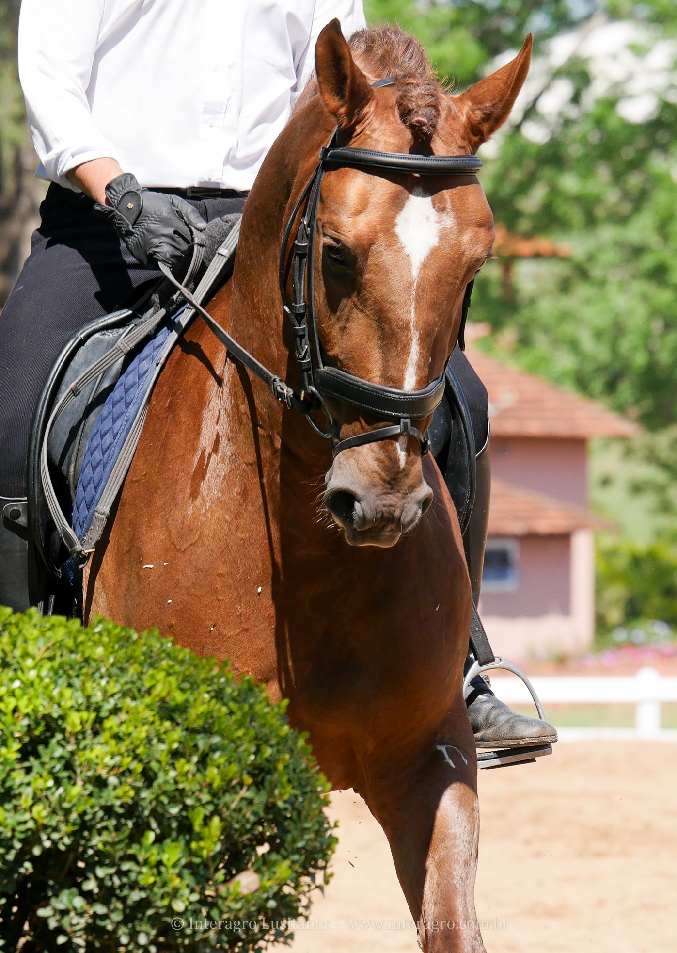 Jellicoe Interagro, Puro Sangue Lusitano alazão/Interagro Lusitanos