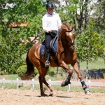 Jellicoe Interagro, Puro Sangue Lusitano alazão/Interagro Lusitanos