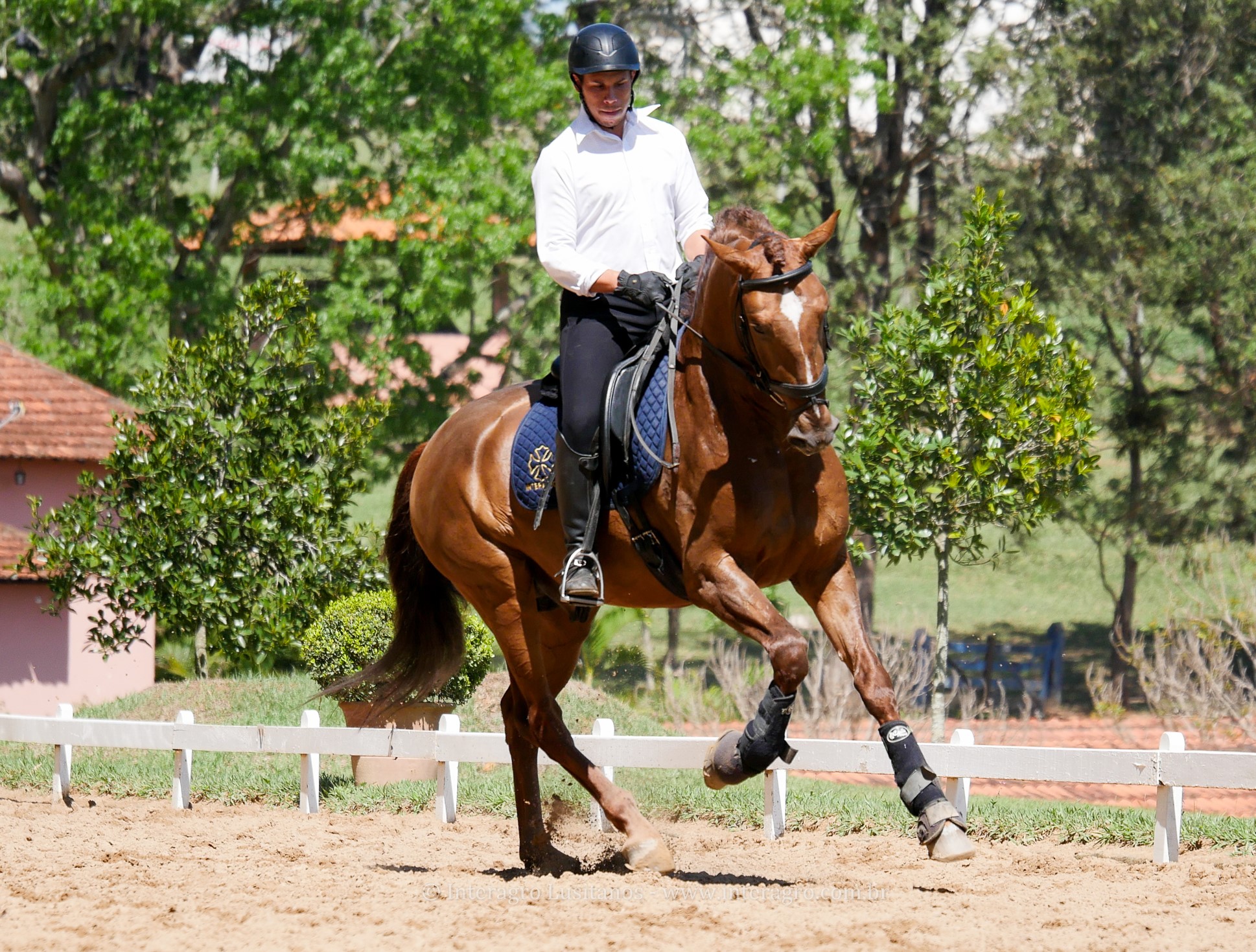 Jellicoe Interagro, Puro Sangue Lusitano alazão/Interagro Lusitanos