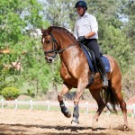Jellicoe Interagro, Puro Sangue Lusitano alazão/Interagro Lusitanos