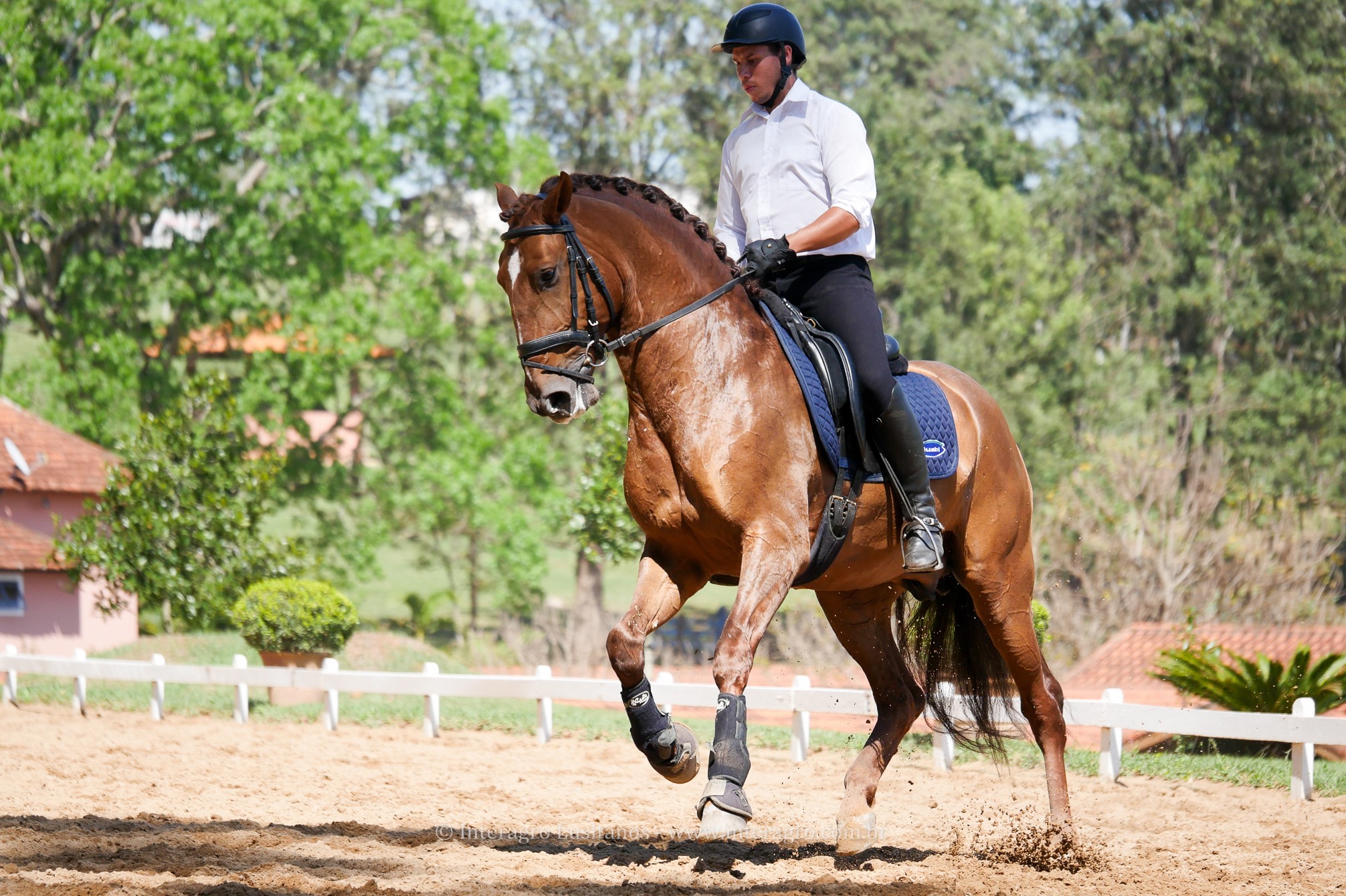Jellicoe Interagro, Puro Sangue Lusitano alazão/Interagro Lusitanos