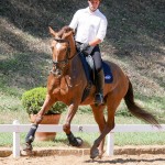 Jellicoe Interagro, Puro Sangue Lusitano alazão/Interagro Lusitanos