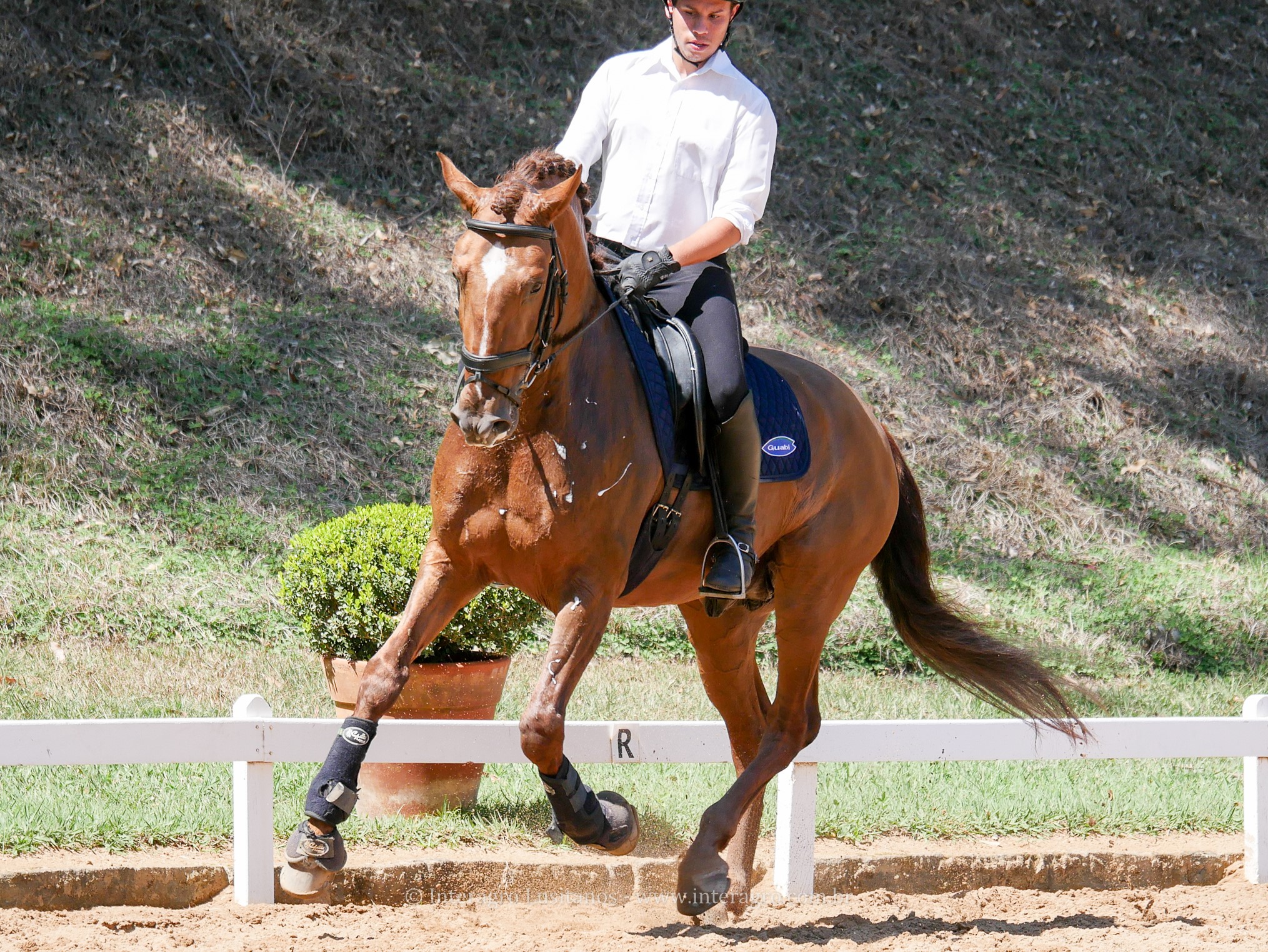 Jellicoe Interagro, Puro Sangue Lusitano alazão/Interagro Lusitanos
