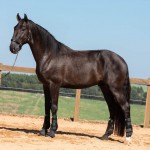 Lavagante Interagro, garanhão castanho Puro Sangue Lusitano/TUPA