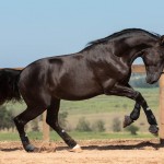 Lavagante Interagro, garanhão castanho Puro Sangue Lusitano/TUPA