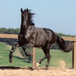 Lavagante Interagro, garanhão castanho Puro Sangue Lusitano/TUPA