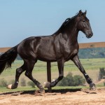 Lavagante Interagro, garanhão castanho Puro Sangue Lusitano/TUPA