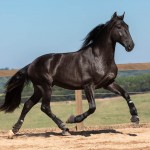 Lavagante Interagro, garanhão castanho Puro Sangue Lusitano/TUPA