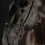 Lavagante Interagro/Renata Cerqueira