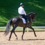 Lavagante Interagro, garanhão castanho Puro Sangue Lusitano/Martina Brandes