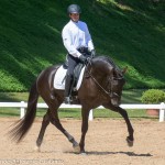 Lavagante Interagro, garanhão castanho Puro Sangue Lusitano/Martina Brandes