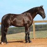 Lavagante Interagro, garanhão castanho Puro Sangue Lusitano