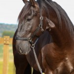 Lavagante Interagro, garanhão castanho Puro Sangue Lusitano