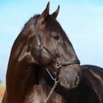 Lavagante Interagro, garanhão castanho Puro Sangue Lusitano