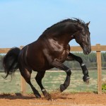 Lavagante Interagro, garanhão castanho Puro Sangue Lusitano