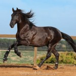 Lavagante Interagro, garanhão castanho Puro Sangue Lusitano
