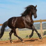 Lavagante Interagro, garanhão castanho Puro Sangue Lusitano