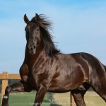 Lavagante Interagro, garanhão castanho Puro Sangue Lusitano