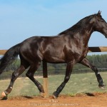 Lavagante Interagro, garanhão castanho Puro Sangue Lusitano