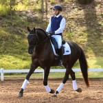 Lavagante Interagro, garanhão castanho Puro Sangue Lusitano