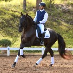 Lavagante Interagro, garanhão castanho Puro Sangue Lusitano