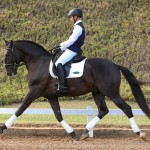 Lavagante Interagro, garanhão castanho Puro Sangue Lusitano