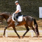 Lavagante Interagro, garanhão castanho Puro Sangue Lusitano/Interagro Lusitanos