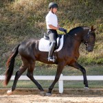 Lavagante Interagro, garanhão castanho Puro Sangue Lusitano/Interagro Lusitanos