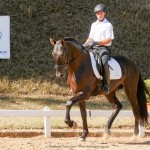 Lavagante Interagro, garanhão castanho Puro Sangue Lusitano/Interagro Lusitanos