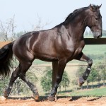 Lavagante Interagro, garanhão castanho Puro Sangue Lusitano/Interagro Lusitanos