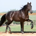 Lavagante Interagro, garanhão castanho Puro Sangue Lusitano/Interagro Lusitanos