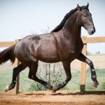 Lavagante Interagro, garanhão castanho Puro Sangue Lusitano/Interagro Lusitanos