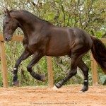 Lavagante Interagro, garanhão castanho Puro Sangue Lusitano/Interagro Lusitanos