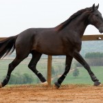 Lavagante Interagro, garanhão castanho Puro Sangue Lusitano/Interagro Lusitanos