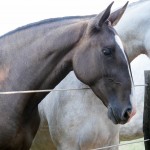 Incerta Interagro/Interagro Lusitanos