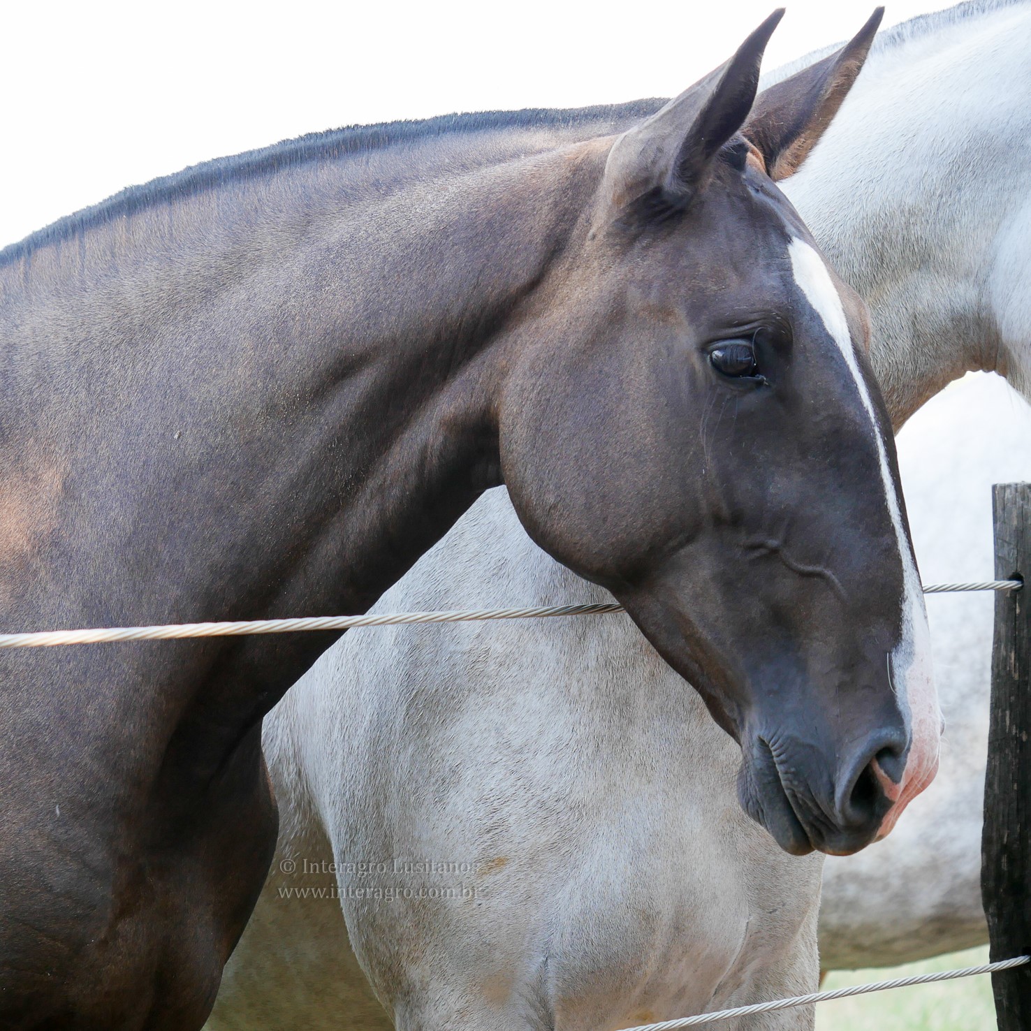Incerta Interagro/Interagro Lusitanos